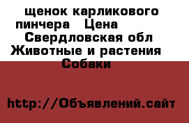щенок карликового пинчера › Цена ­ 7 000 - Свердловская обл. Животные и растения » Собаки   